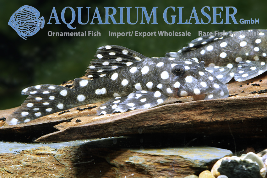 LDA33 Big White Spot Pleco M (min. 2 pcs) - Image 3