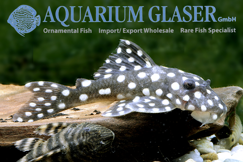 LDA33 Big White Spot Pleco M (min. 2 pcs) - Image 2